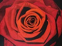 Rosa Roja 1